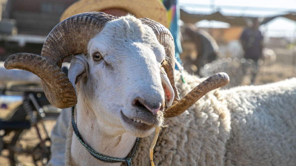 Kurban ibadetinden sonra kılınan namaz