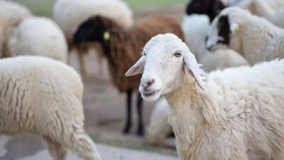 Bayram tatili kaç gün? Bugün son mu?