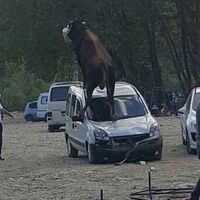 Kurbanlıkların zararını kim karşılar?