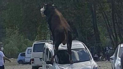 Kurbanlıkların zararını kim karşılar?