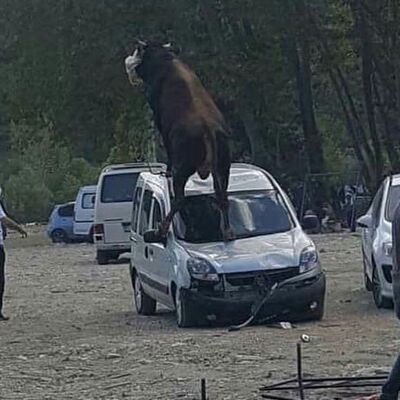 Kurbanlıkların zararını kim karşılar?