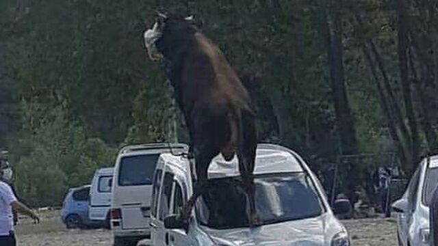 Kurbanlıkların zararını kim karşılar?