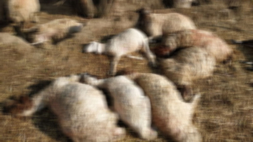 Antalya'da yıldırım koyunlara isabet etti