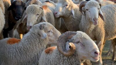 Kurban Bayramı kaç gün tatil?