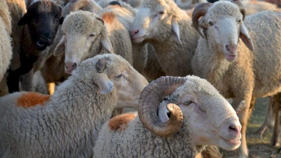 Kurban Bayramı kaç gün tatil?