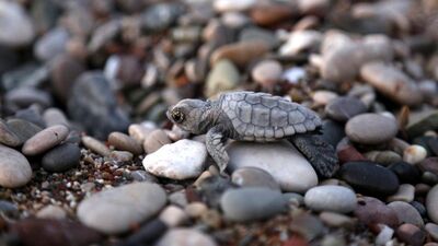 Bayram 'caretta'ları!