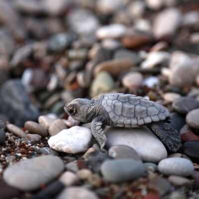 Bayram 'caretta'ları!