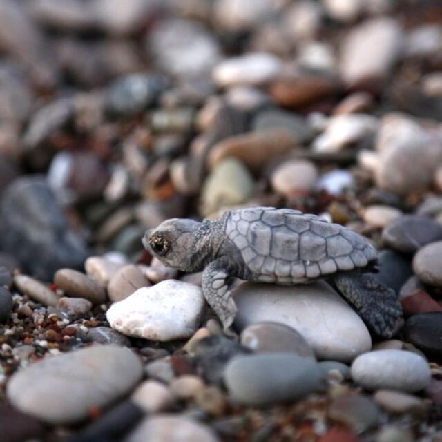 Bayram 'caretta'ları!