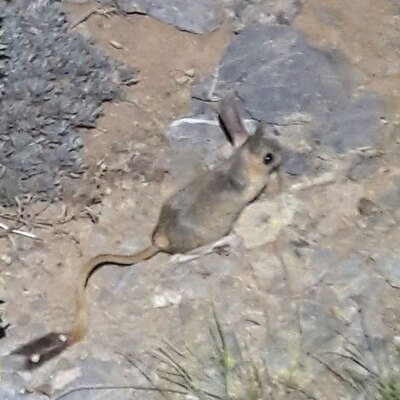 Ne fare ne de sincap... Yayla evinde görüntülediler