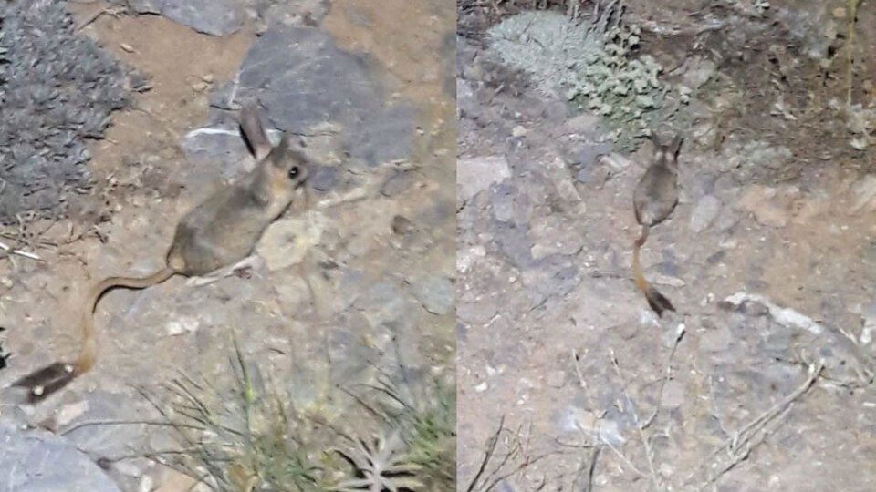 Ne fare ne de sincap... Yayla evinde görüntülediler