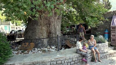 1905 yıllık ağaç mahalle ekonomisini kalkındırıyor