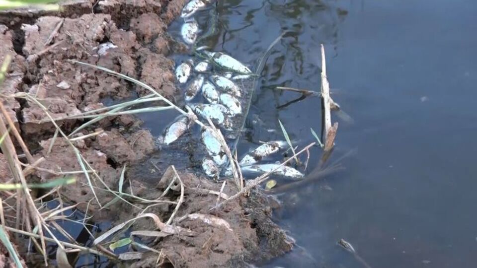 Kırıkkale'de endişelendiren balık ölümleri