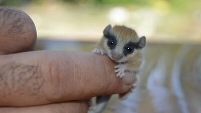 Yılın yedi ayı uyuyor... Piknik yaparken buldular!