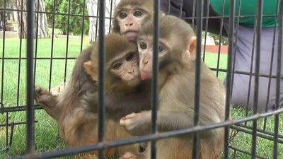 Down sendromlu maymuna kardeş şefkati