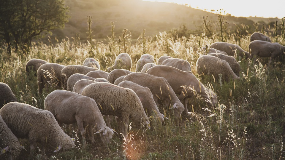 'Kuzu eti'ne sıkı takip!