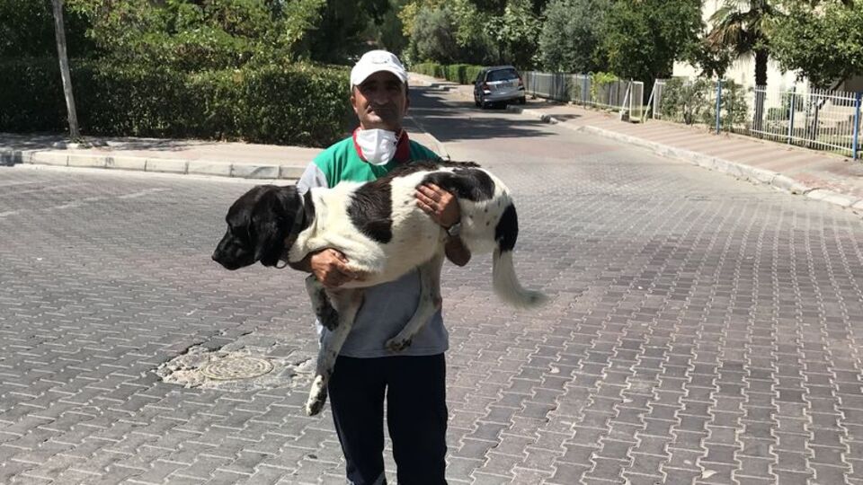 Üç bacaklı sokak köpeği 5 yıldır onunla...