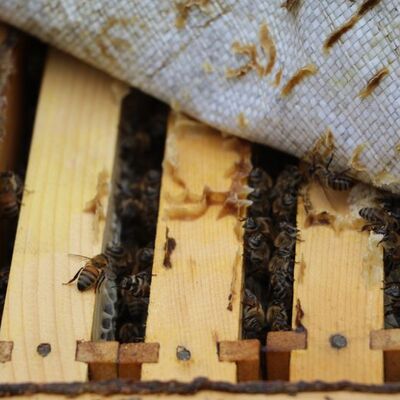 Anzer Balı tehdit altında!