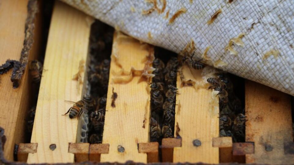 Anzer Balı tehdit altında!