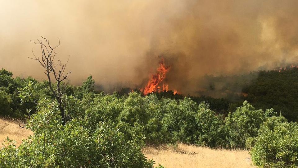 Elazığ'da bin dekarlık orman alanı küle döndü!