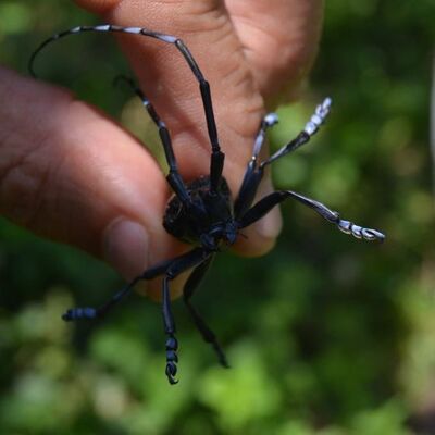 Fındıkta 'drakula' tehdidi! Yayılmaya devam ediyor