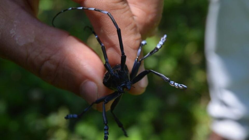 Fındıkta 'drakula' tehdidi! Yayılmaya devam ediyor