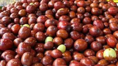 Şifa deposu hünnapın yararları