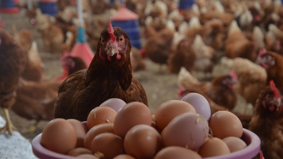 Tavuk yumurtası üretimi azaldı