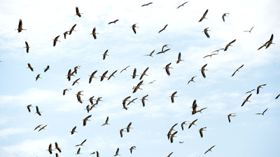 Binlercesi toplanarak göç yolculuğuna başladı...