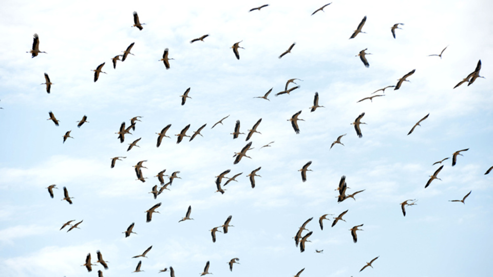 Binlercesi toplanarak göç yolculuğuna başladı...