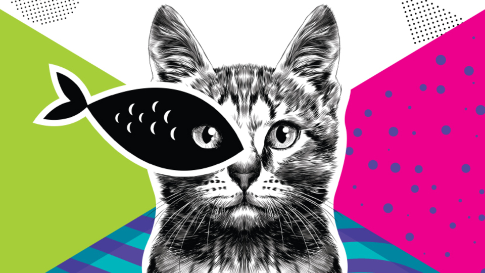 Felis için başvurular başladı