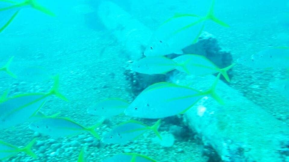 Dünyaca ünlü sahilde akvaryumu andıran görüntüler