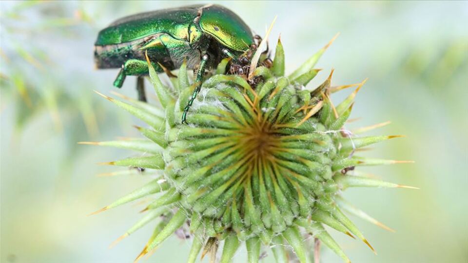 Beslenme anı görüntülendi