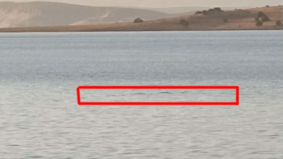 Hızlı hareket ediyor... Sırtında zikzaklar var!