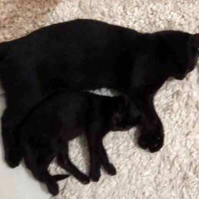 O ilçede iki ay sonra yine korkunç iddia!