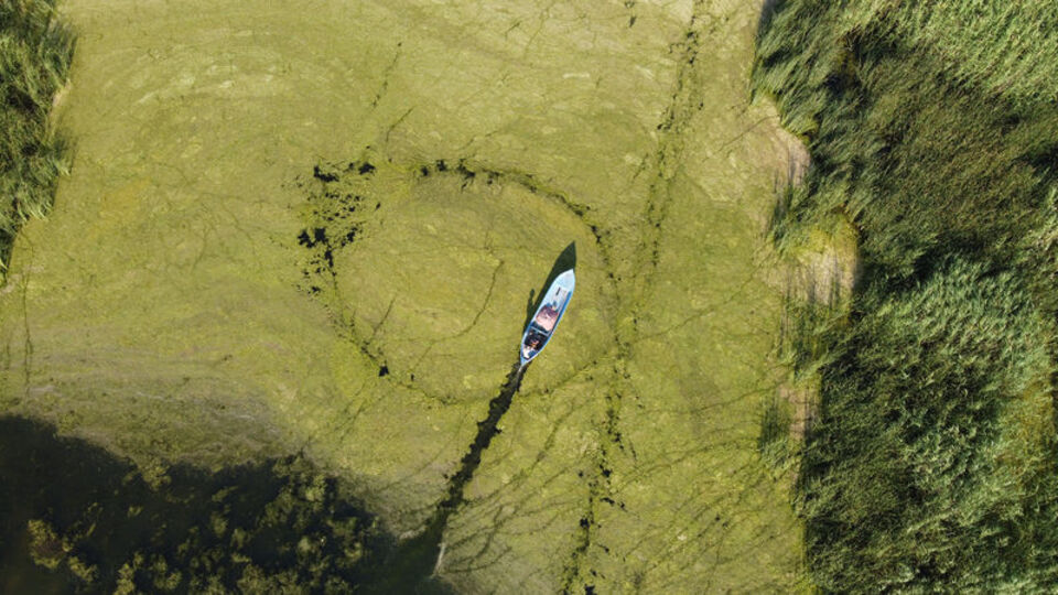 Belirli dönemlerde çıkıyor, yeşile dönüşüyor!