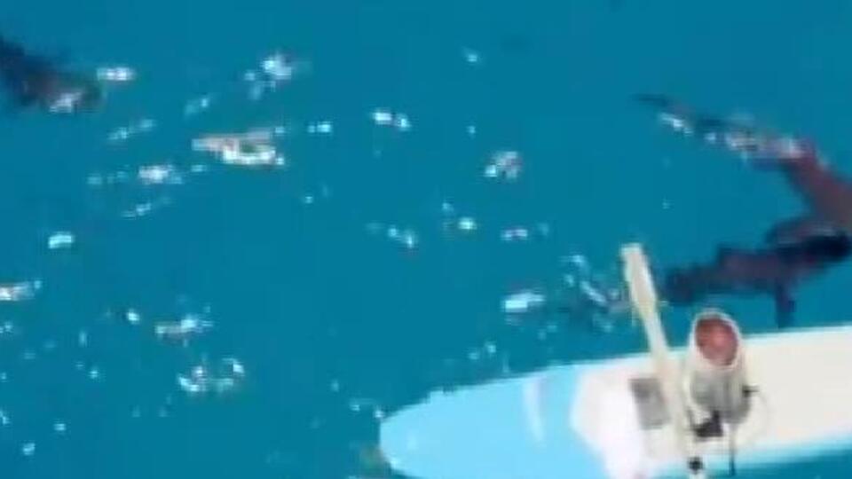 YouTuber'dan tehlikeli köpek balığı deneyi