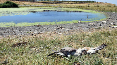 Van Gölü'nde korkutan görüntü!