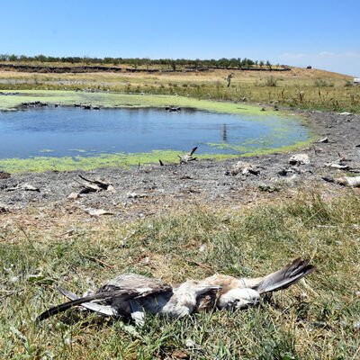 Van Gölü'nde korkutan görüntü!