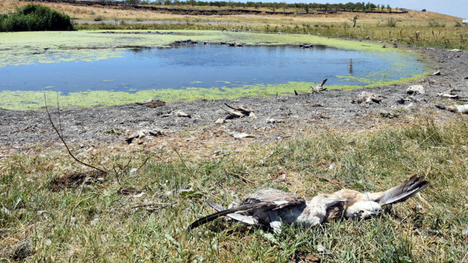 Van Gölü'nde korkutan görüntü!