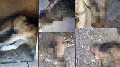 Hepsi parçalanmış! Akılalmaz 'bahis' iddiası!