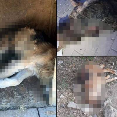 Hepsi parçalanmış! Akılalmaz 'bahis' iddiası!