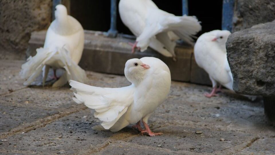 Felçli görünümüyle görenleri hayrete düşürdü