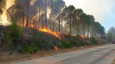 Osmaniye'de orman yangını!