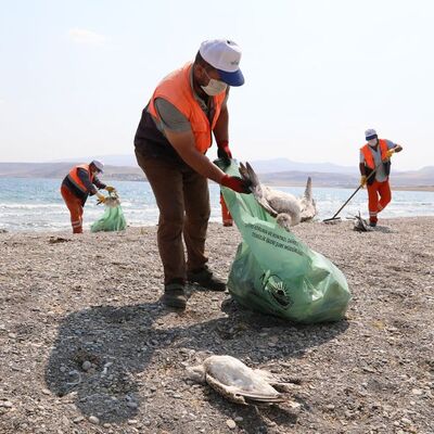 Van Gölü'ne martıların ölüm nedeni belli oldu!