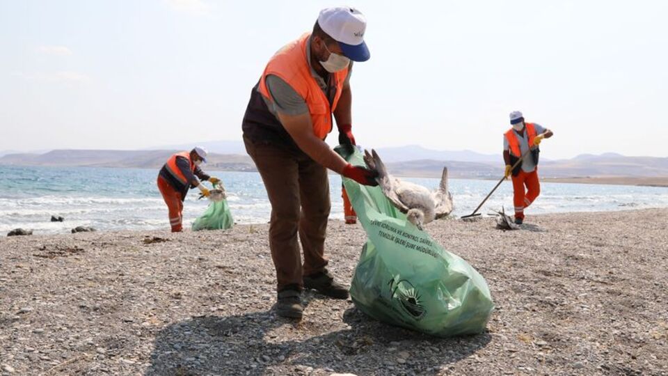 Van Gölü'ne martıların ölüm nedeni belli oldu!