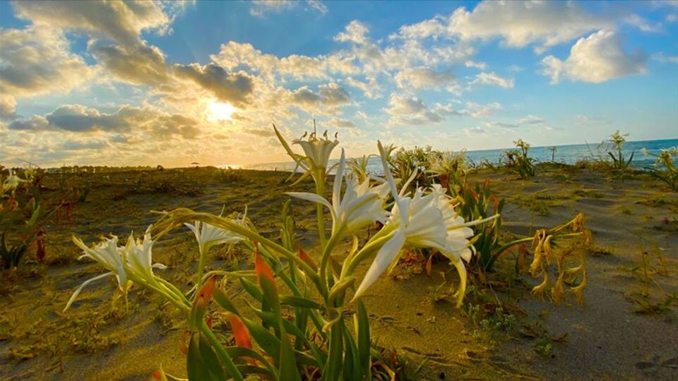 Kocaeli'nde görüntülendi! Nesli tükeniyor...