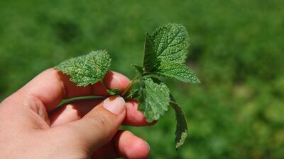 Türk çayı ihracatı yüzde 43 arttı