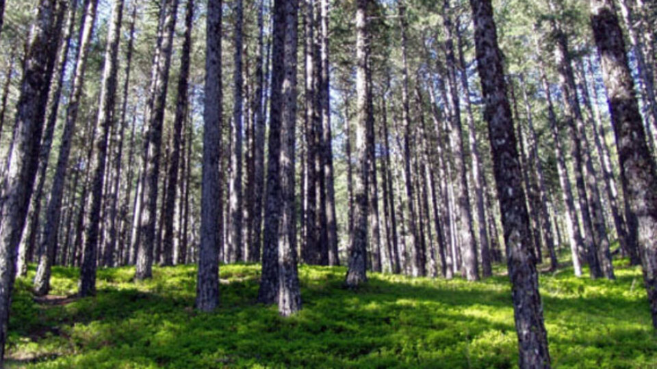 Balıkesir'de ormanlara girmek yasaklandı