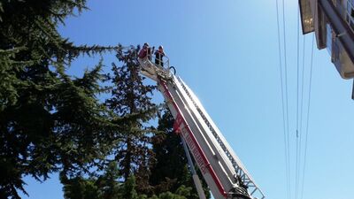 Papağanını kurtardı kendi kaldı!