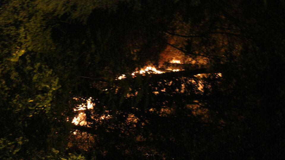 Emirgan Korusu'nda korkutan yangın!